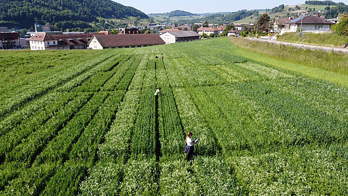 Vue du ciel de micro parcelles de blé cultivé en association avec d'autres cultures, Moudon en fond, deux chercheurs en activité dans la parcelle
