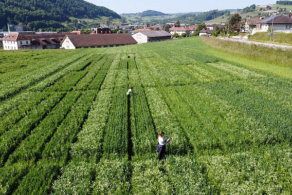 Vue du ciel de micro parcelles de blé cultivé en association avec d'autres cultures, Moudon en fond, deux chercheurs en activité dans la parcelle