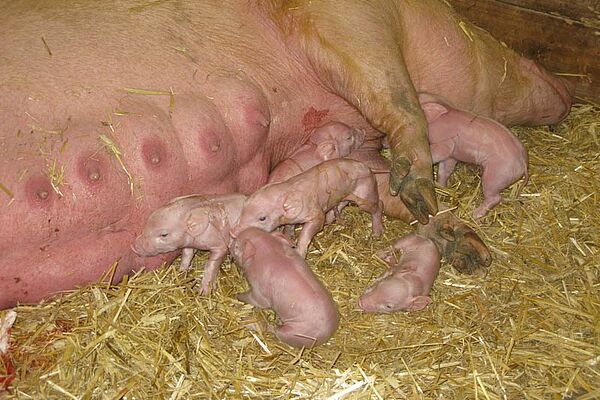[Translate to Französisch:] Eine Sau säugt ihre Ferkel