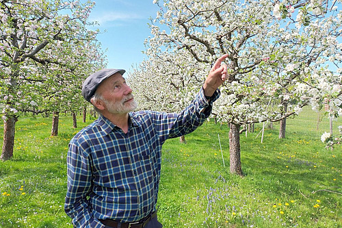 Otto Schmid tend la main et effleure la branche d'un arbre fruitier en fleurs.