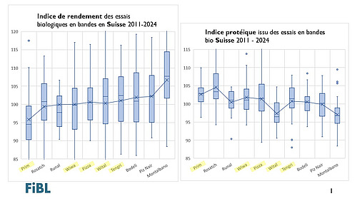 Graphique montrant l'indice de rendement et l'indice protéique issus des essais sur bandes biologiques.