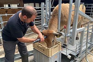 [Translate to Französisch:] Un bovin se nourrit dans un stand d'alimentation, un homme place un pistolet à boulons sur le front de l'animal. 