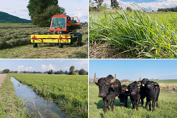 fiche technique avec quatre images de référence (champs avec des bovins, paysage marécageux et prairie).