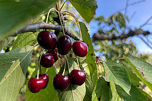 [Translate to Französisch:] 