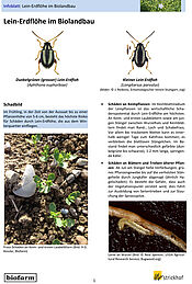 Page de titre de la fiche d’information sur les altises du lin (éditée seulement en allemand sous le titre «Lein-Erdflöhe im Biolandbau»)