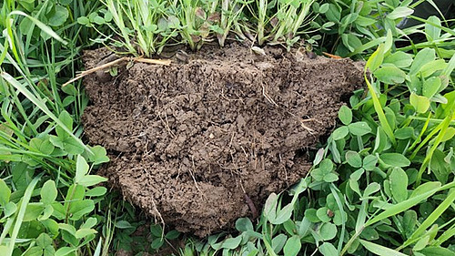 Structure du sol améliorée par les couverts végétaux