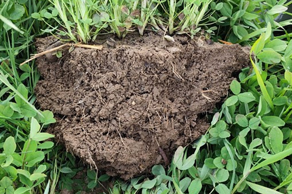 Structure du sol améliorée par les couverts végétaux