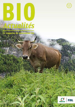 Page de couverture du Bioactualités 6|2021:Une vache devant des orties sur un alpage.