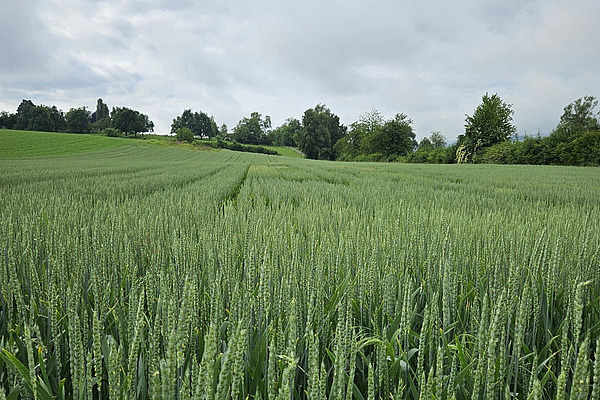 Champ de blé.