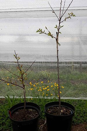 deux pots avec une plante apicot de différentes hauteurs chacun