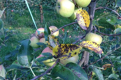 pommes Marsonnia