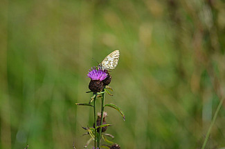 Papillon sur un chardon.