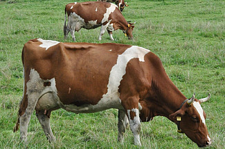 Vache laitière en train de brouter, vue latérale.