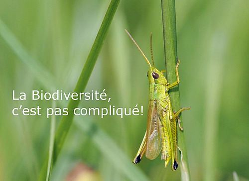 criquet des clairières accroché à une tige de graminée