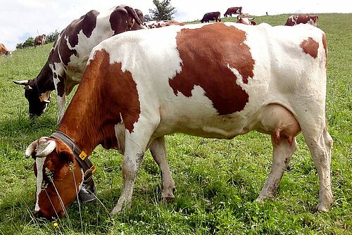 Vache laitière au pâturage