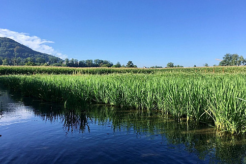 Reisfeld mit Wasser im Vordergrund.