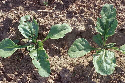 Deux plantules de betterave à sucre