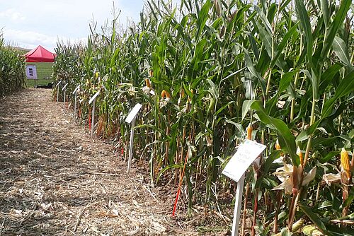 Un  champ avec différentes variétés de maïs, devant chaque variété il y a une affichette explicative.