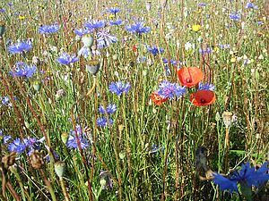 Jachère florale avec des coquelicots et des centaurées en fleur. 