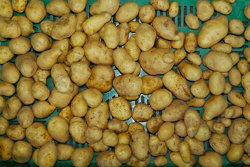 Pommes de terre dans un cageot vert
