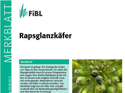 [Translate to Französisch:] Titelseite des Merkblattes Rapsglanzkäfer