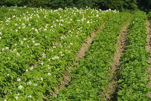 Kartoffelfeld, links blühend, rechts ohne Boüten