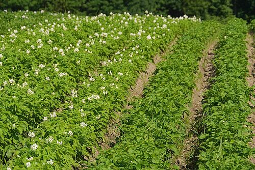 Kartoffelfeld, links blühend, rechts ohne Boüten