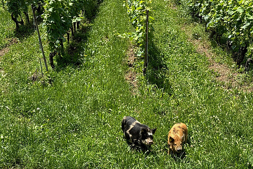 Deux cochons tachetés de Kunekun se tiennent dans un vignoble.