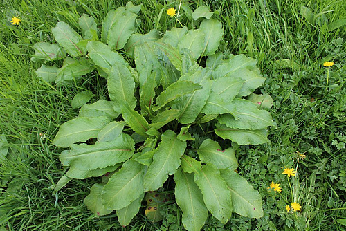 Rosette de feuilles de rumex à feuilles obtuses.