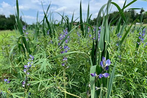 Champ de fleurs bleues et de feuilles vertes en forme de doigt de lupin, entrecoupées de tiges d'orge.