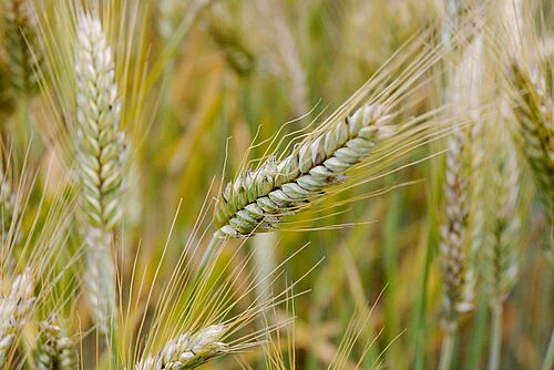 Des épis de Triticale dans le champ de blé