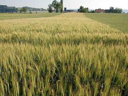 Gerstenfeld mit hellgrünen Ähren