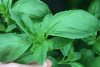 Basilic
