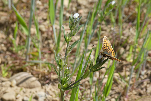 Grémil des champs avec un papillon.