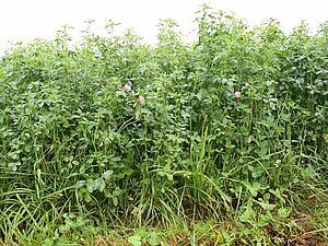 Prairie temporaire avec beaucoup de trèfle violet, en partie en fleur