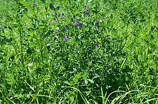Plantes de prairie, dont luzerne avec fleurs violettes au centre