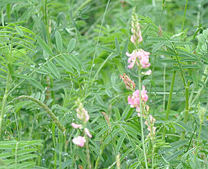 Champ d'esparcette en fleur