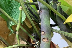 Haricots nains sur un arbuste avec des zones brunes.