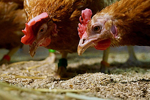 [Translate to Französisch:] 