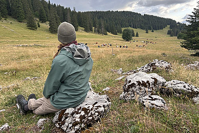 Alice Dind sitzt auf einem Stein und beobachtet eine Herde Kühe auf einer Wiese.