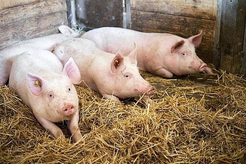 le quatre porcs couchés sur la paille dans l'étable