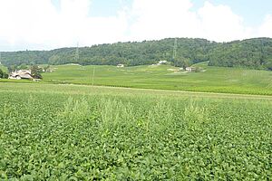 Au  milieu d'un champ de soja, très peu de mauvaises herbes dépassent en hauteur les plantes de soja.