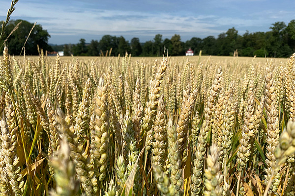 Champ de blé.