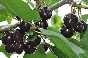 Cerises noires sur une branche