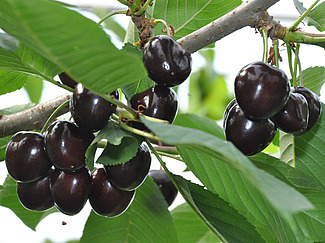 Cerises noires sur une branche