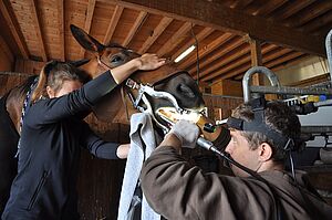 Outil de fer à cheval, équipement de cheval de fabrication fine pour cheval  de pâturage