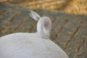 Cochon et sa queue en tire-bouchon