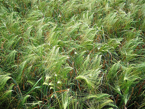 Gerstenfeld mit grünen Ähren