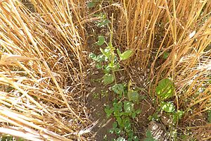 Une rangée de soja pousse dans du blé presque mûr. 