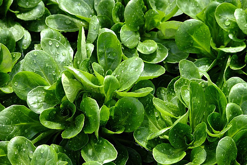 Gros plan sur une salade doucette.